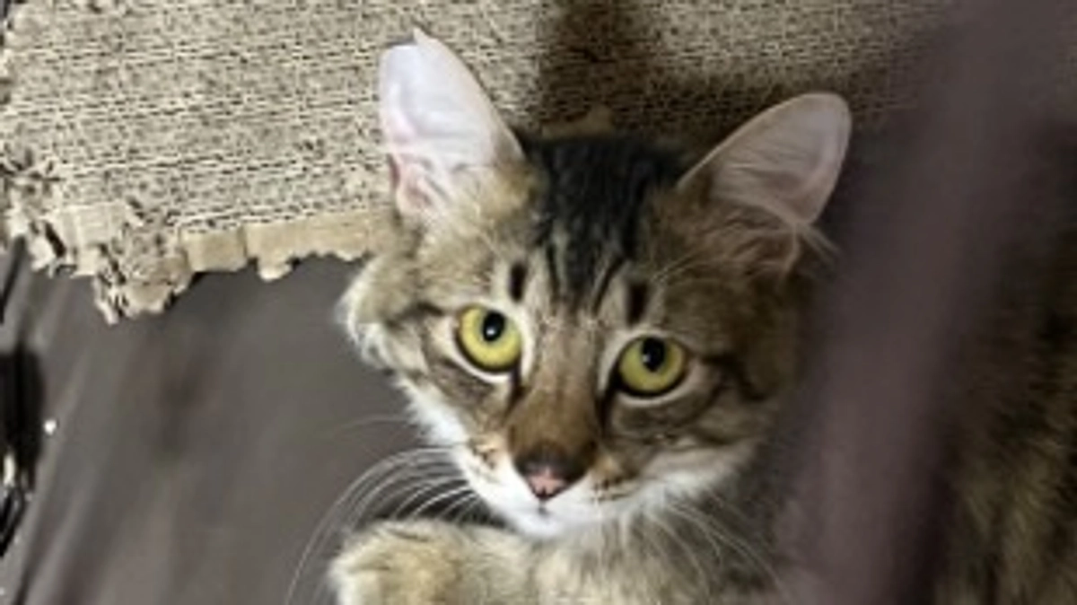 残り40時間　ラストスパートです！