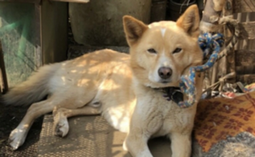 【10,000円】三芳の犬猫応援コース