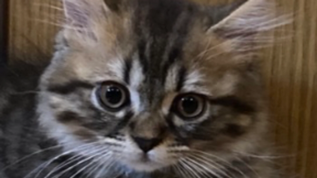 そろそろ去勢手術