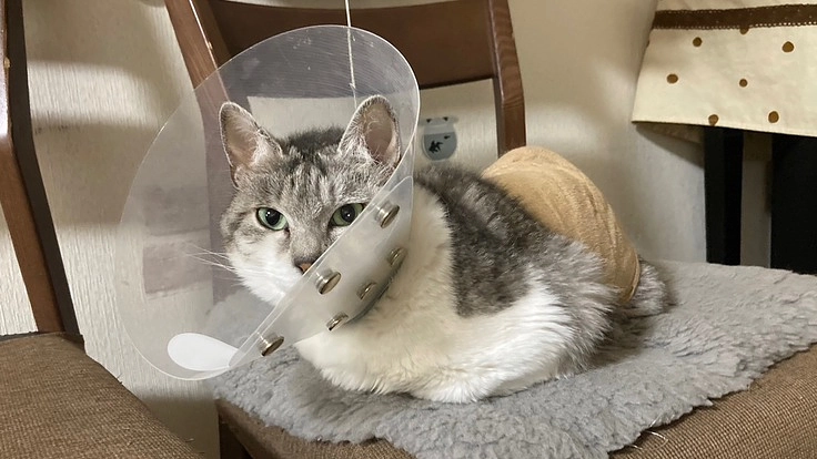 虐待を受け大怪我をしても必死に生きてきたハッピーを助けてあげたい!