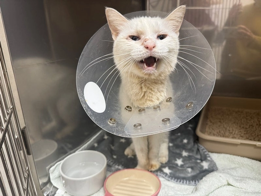 能登半島から来た猫達