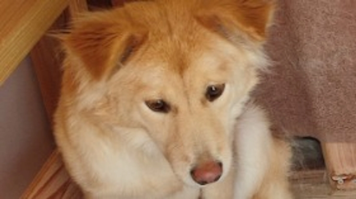 その子のペースで🐕