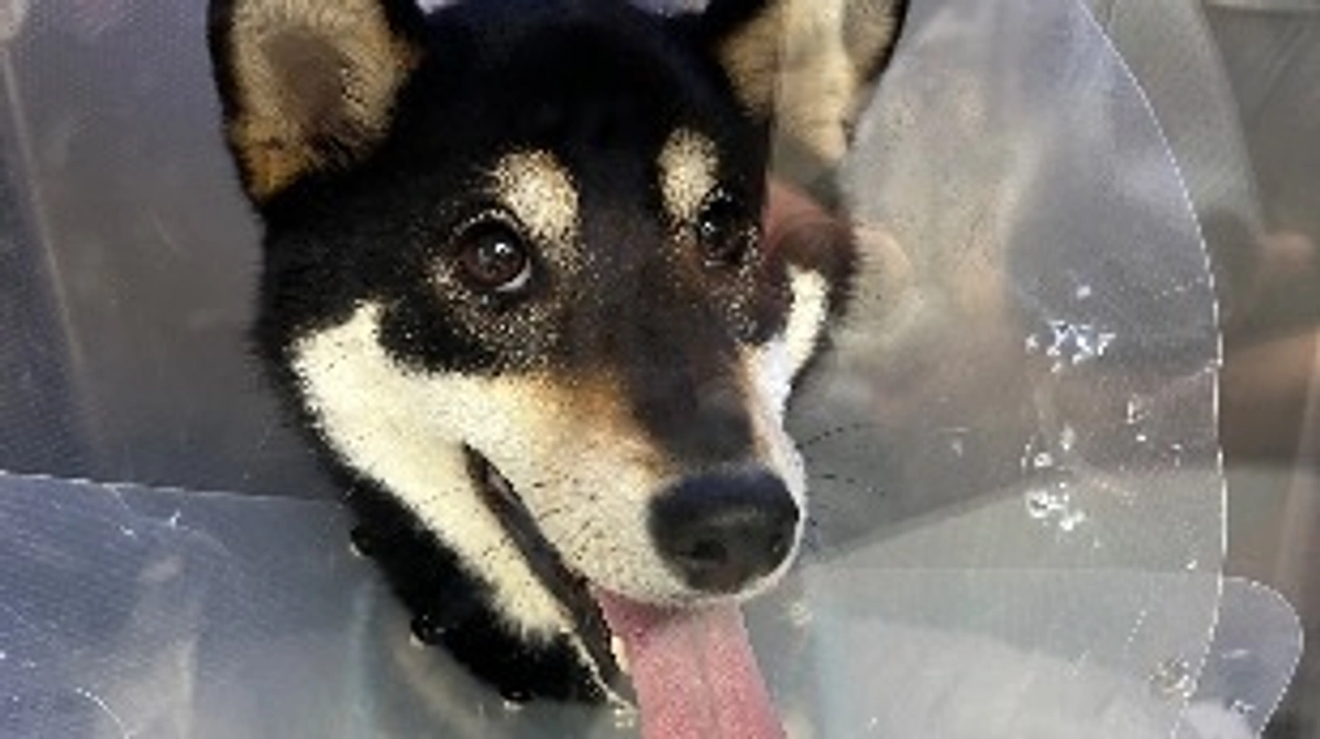 【報告】お見舞いに行ってきました。