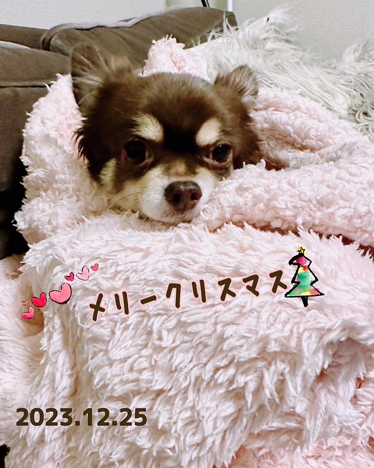 術後35日目。栗ちゃん 我が家にて初めてのクリスマスでした‼︎🎄🎅