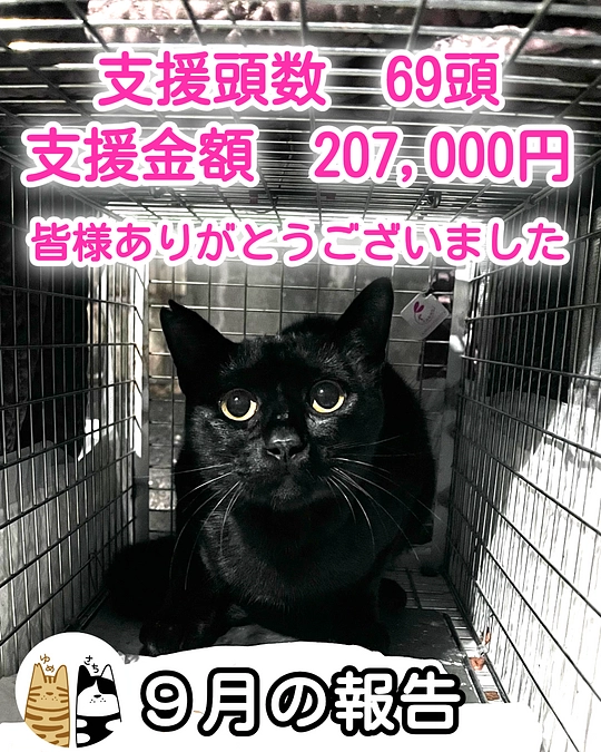 ９月も皆様のおかげでたくさんの猫ちゃんに支援することができました！