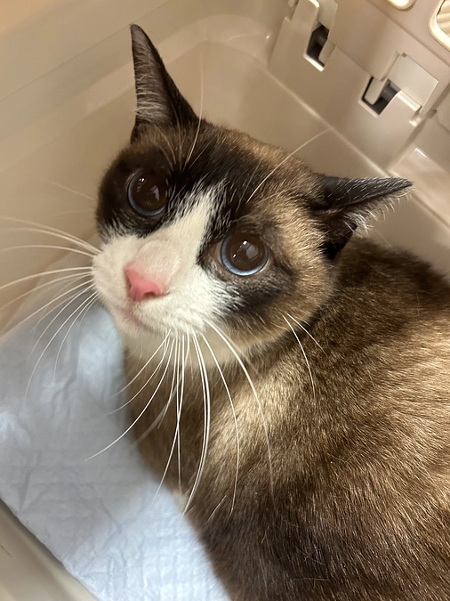 保護費用が嵩んでおります🐱　毎月継続型ご支援を宜しくお願い致しますm(_ _)m