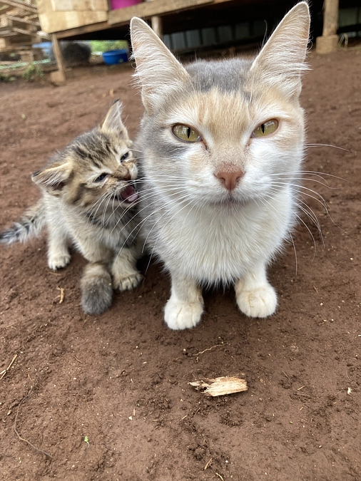 Build a Safe Shelter for Mom & Kittens in Kenya 