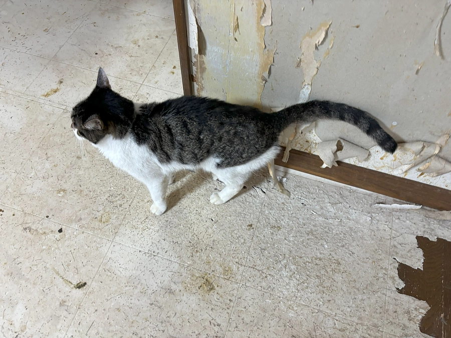 退院して２ヶ月半のチビ