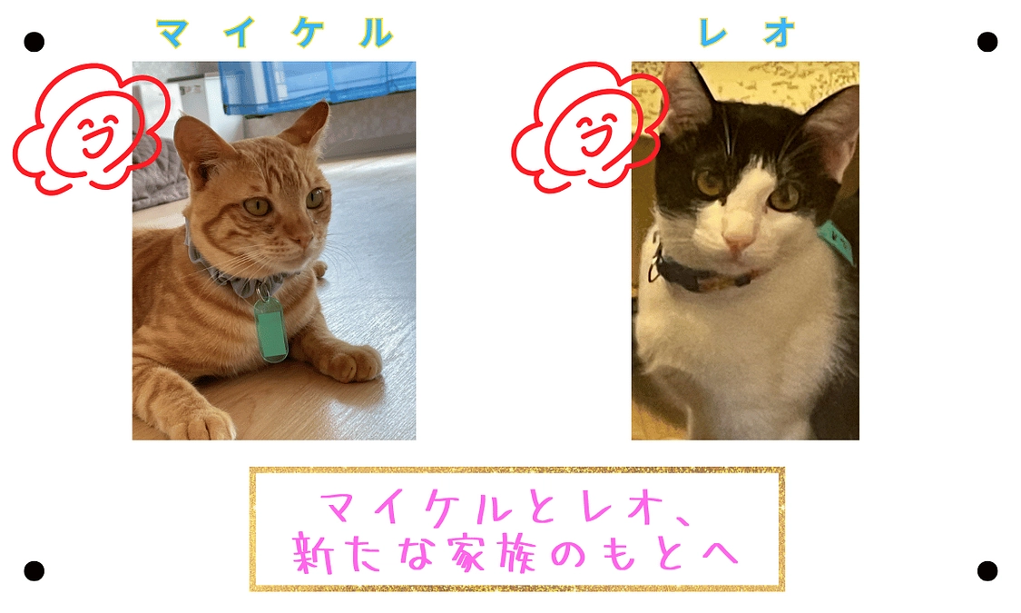 活動報告No.1｜2024/12/11｜マイケルとレオ、新しい家族のもとへ