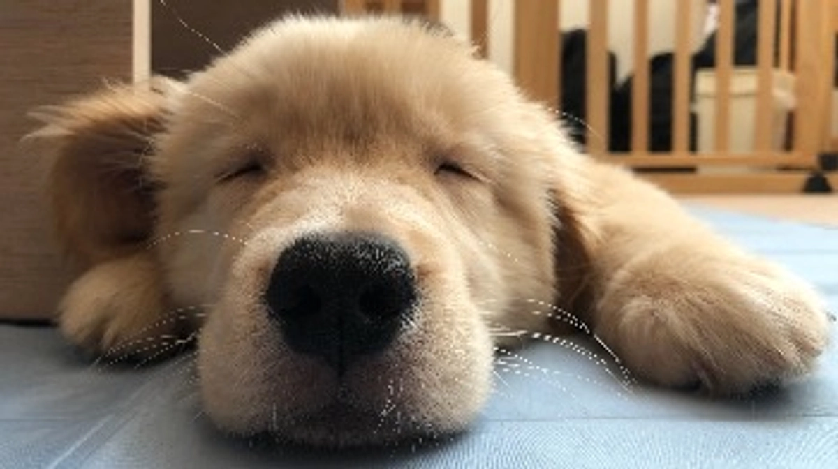 ワンちゃんに安心したシャンプーを使いたい！