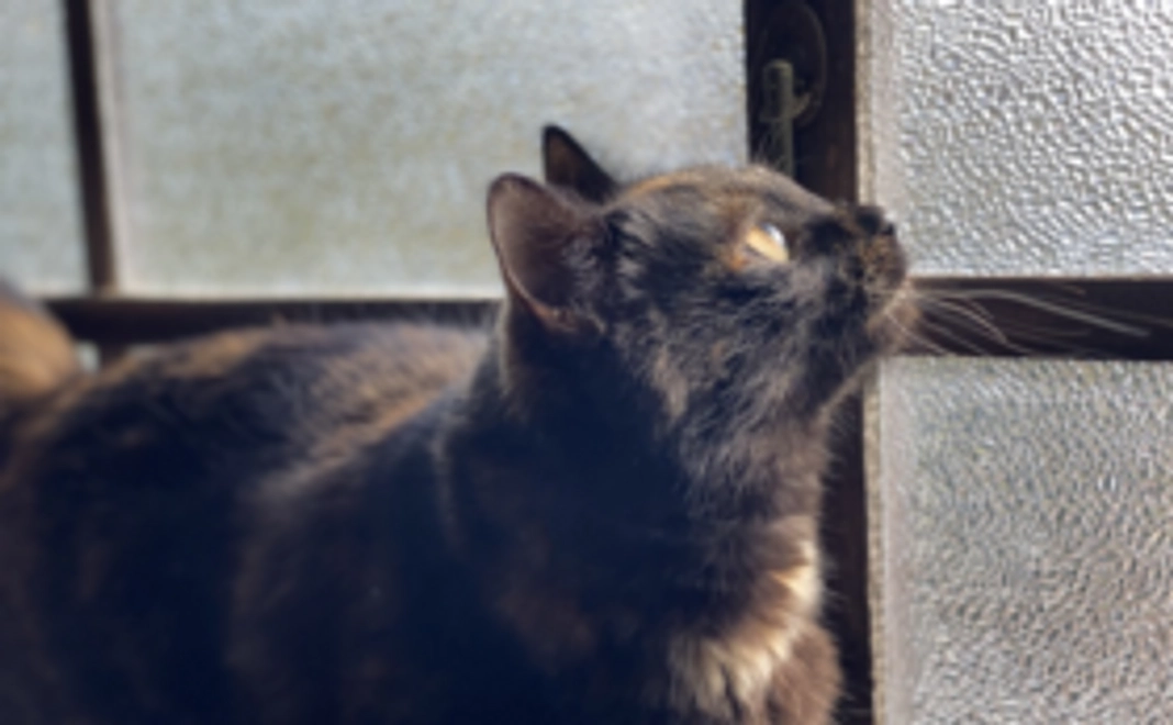 あなたの家族の似顔絵をお書きします！