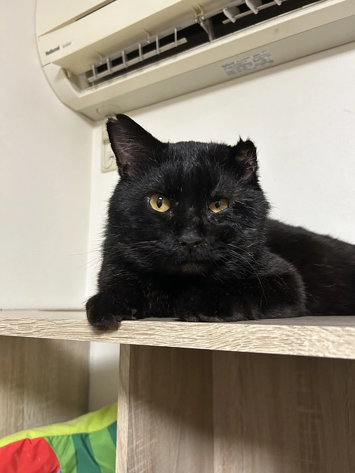 黒猫のどんちゃん