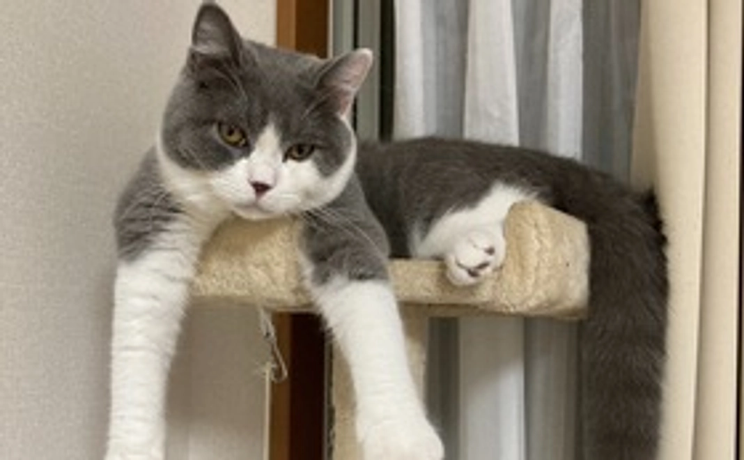 しらすくん応援