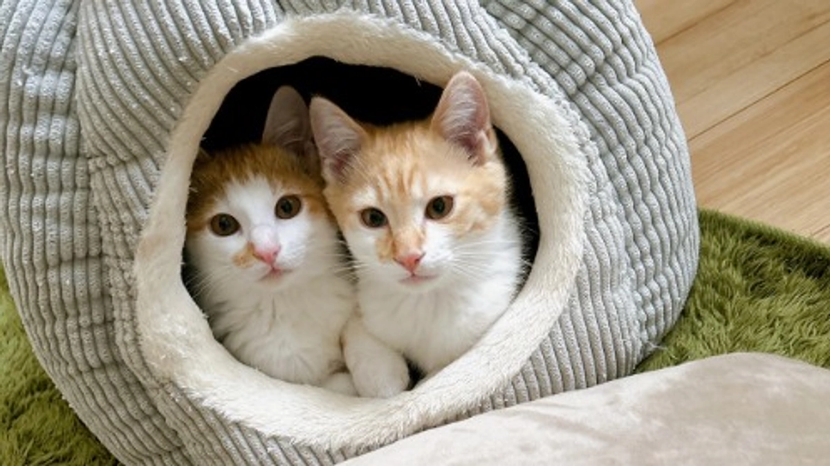 【活動報告】生き残った兄弟ハッチとコッチの幸せ報告