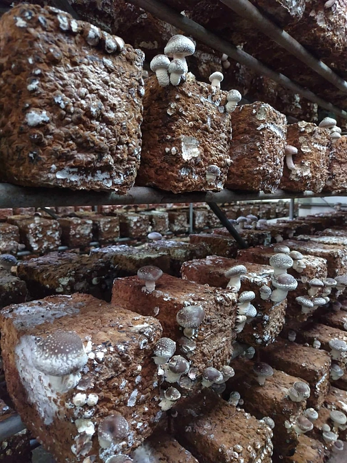 【拡散感謝です！】新しい菌床ブロックを入れる準備進んでます！