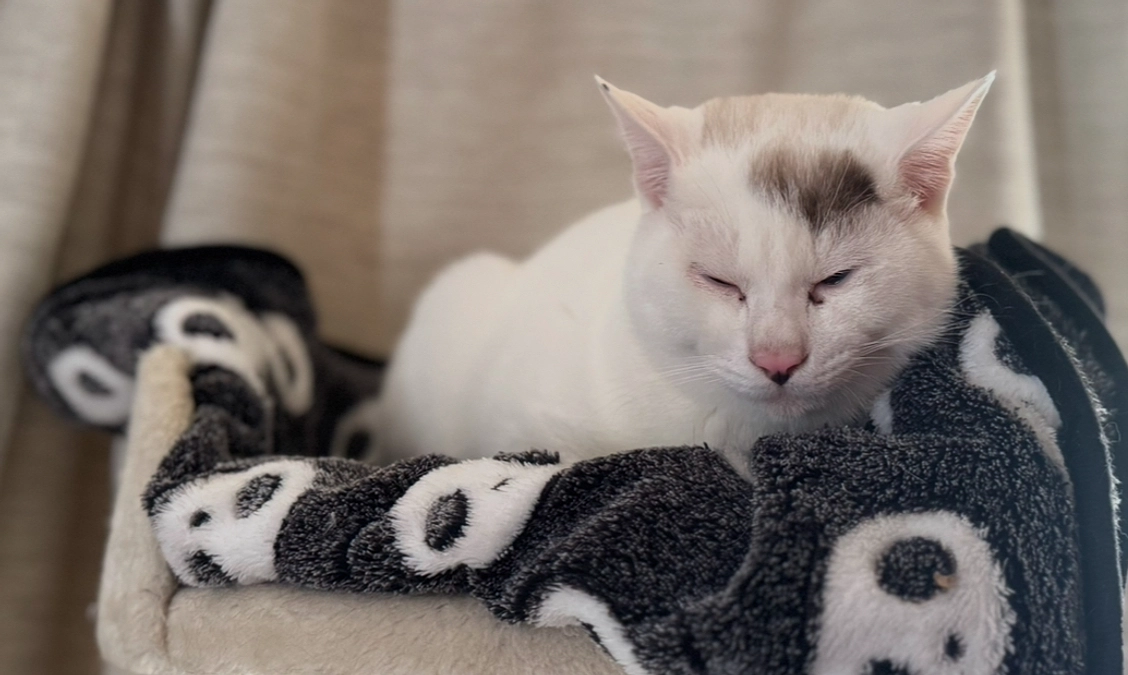 シンバ、ドンドン大きくなって