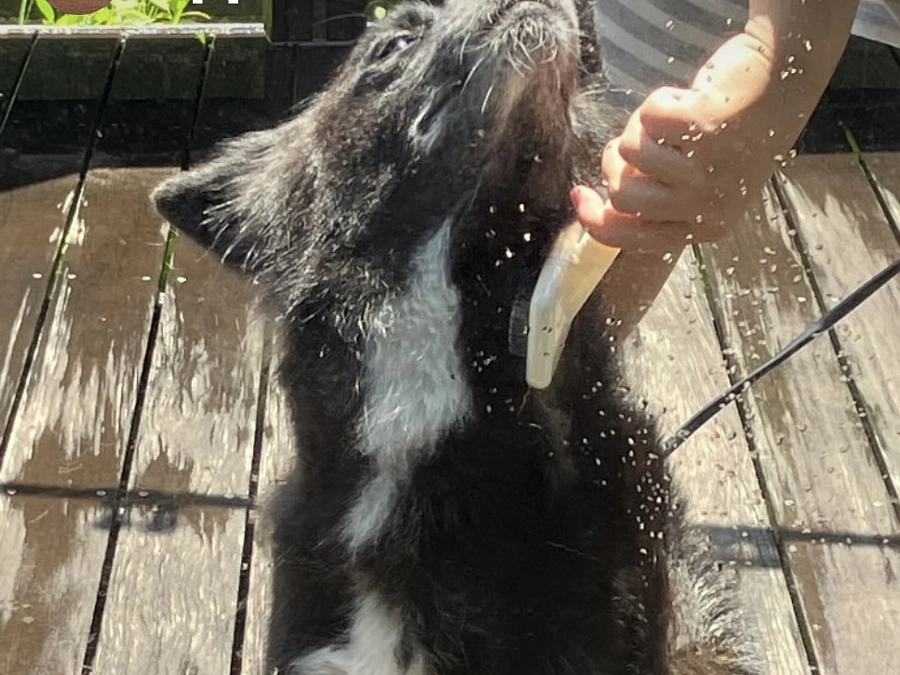 もふもふのチカラ