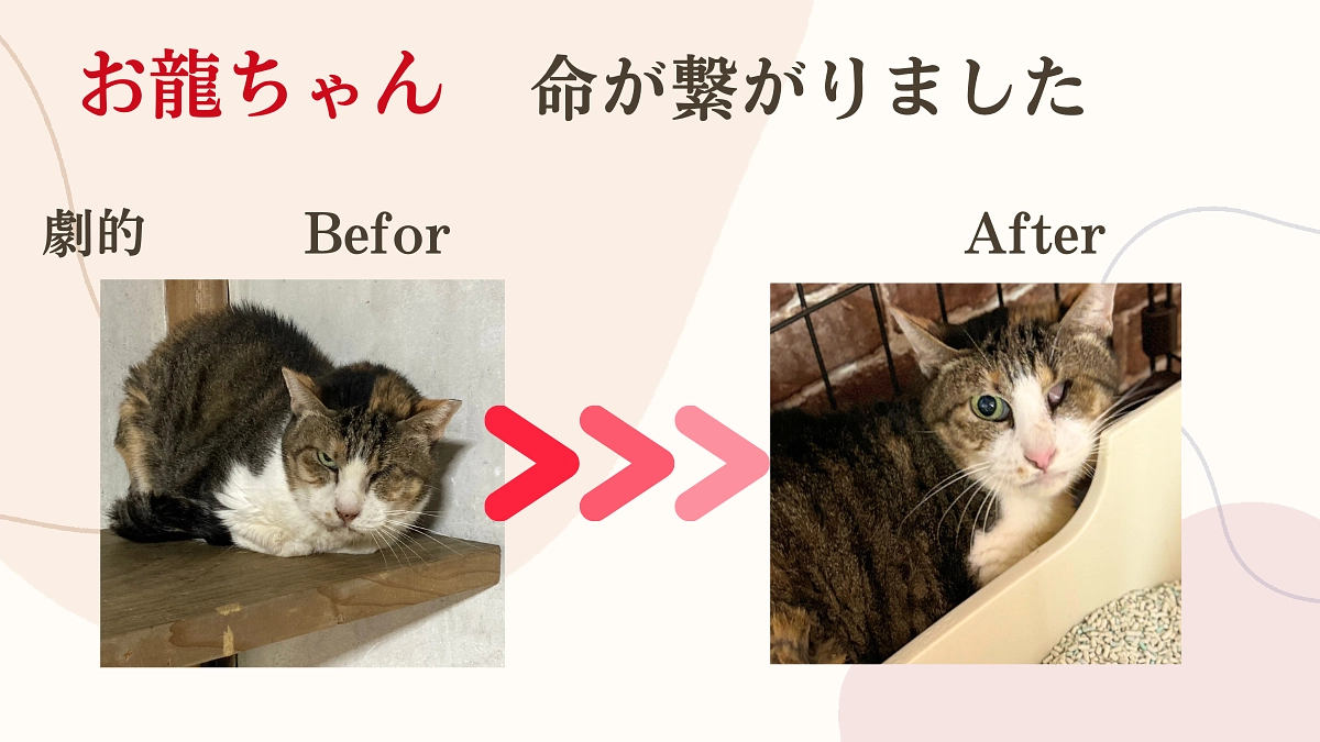 命を救う事が出来ました【お龍ちゃんの物語】