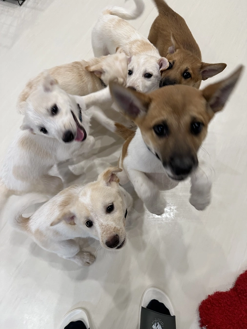 パピーケアボランティア開始