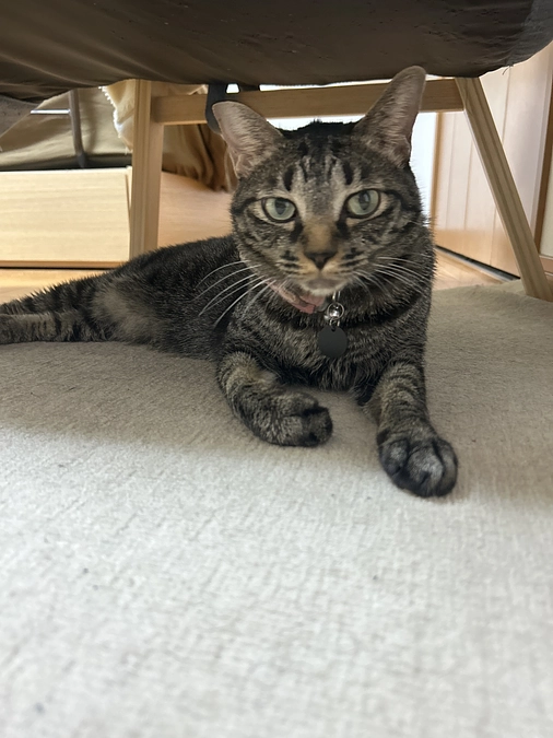 リリタス点滴を打つ。そして今後について。