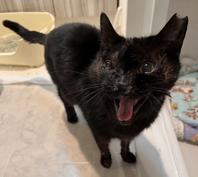副鼻腔癌で保護した黒猫「ゆめ」の闘病生活と別れ～その2～