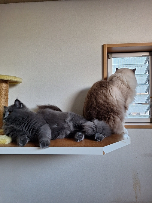 FIP のポンちゃん☘️