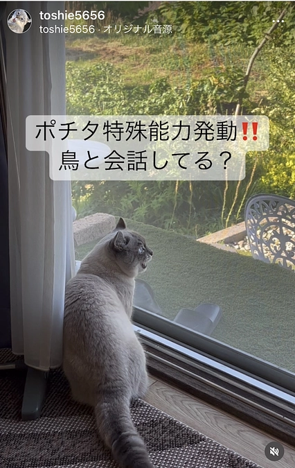 クラウドファンディング残り４日になりました。今朝はポチタの特殊能力？をカメラに収めることに成功！