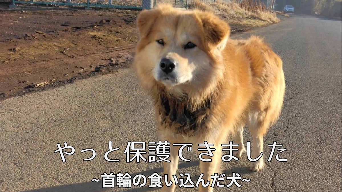 やっと捕獲できました~首輪の食い込んだ犬~