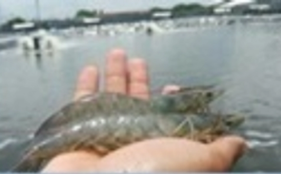 アチェ産バナメイ海老