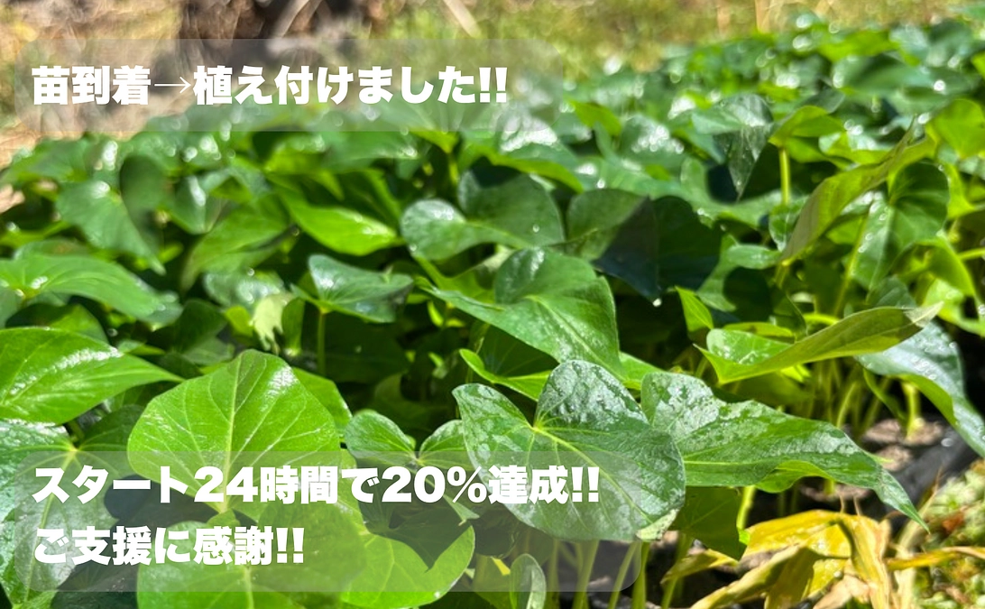 苗の一部が到着しました！