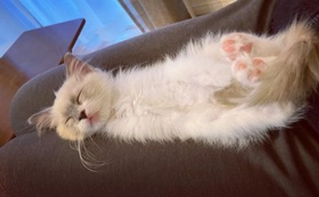 リターン不要1000円