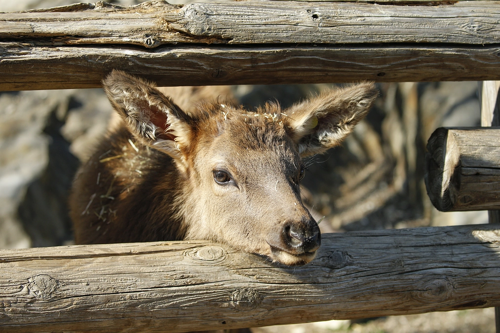 2月19日(月)進捗報告・動物紹介・職員メッセージ・ライブ配信のお知らせ～アメリカエルクの仔の成長～