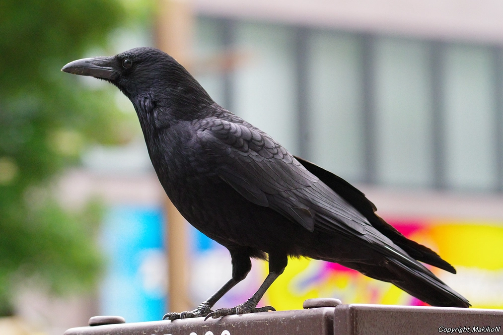 巣立ち後半のピーク