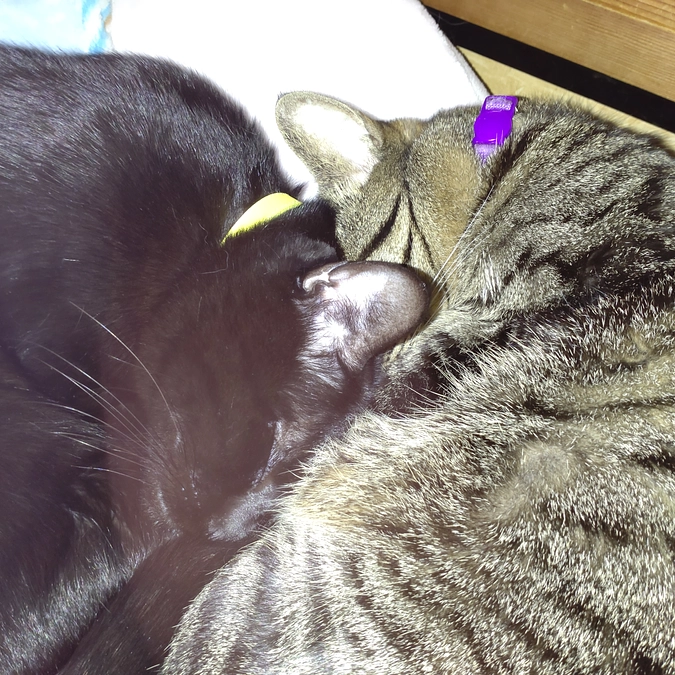 こいとら君💕　と　ココ君💕