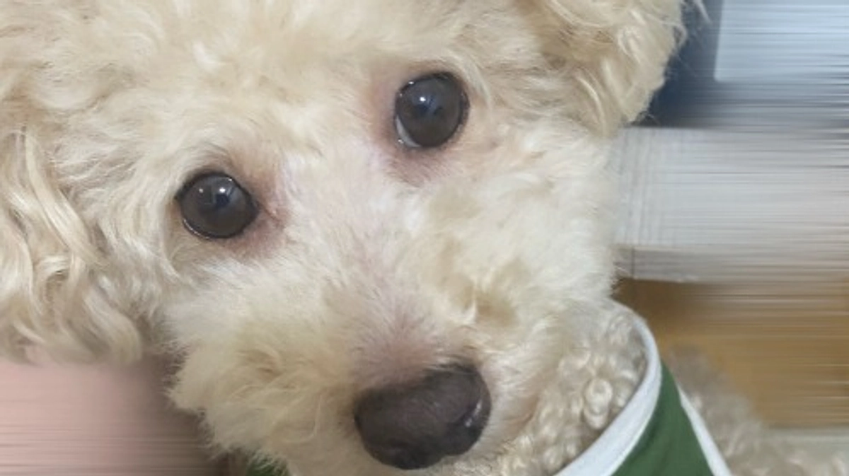 【残り３日】まだ、届けられると信じて