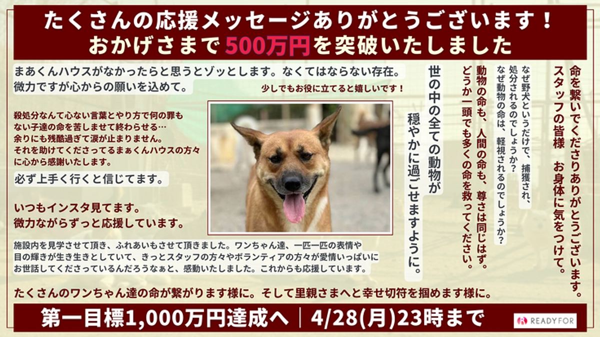 500万円突破しました｜まあくんの家・まあくんハウスの継続化と、保護できる頭数を拡充のための挑戦
