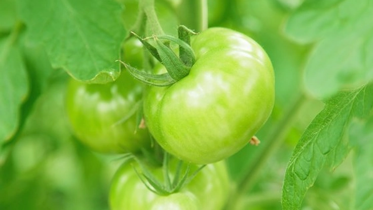 食べてみたい、飲んでみたい！新しい商品の意見を募集します