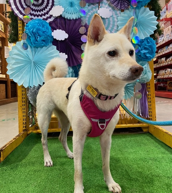 昨日はPeton鎌倉さんで譲渡会でした！