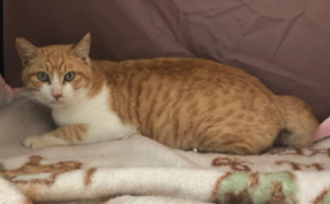 きぃちゃんのあし[なでなで]コース