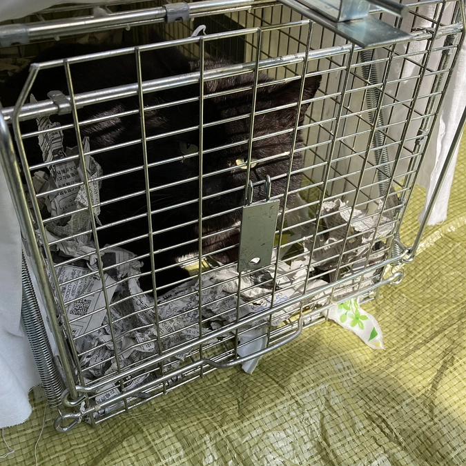 ネロちゃんついに保護