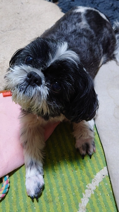 ルーシー輸送計画完遂