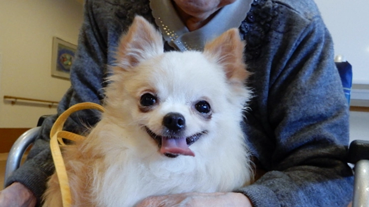 遺棄された老犬老猫を救う「保護っ子カフェMOKOん家」の開設