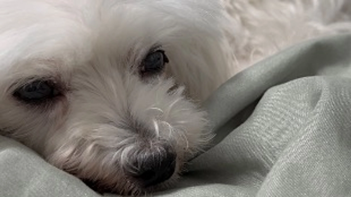 代理支援金 反映のご報告📝