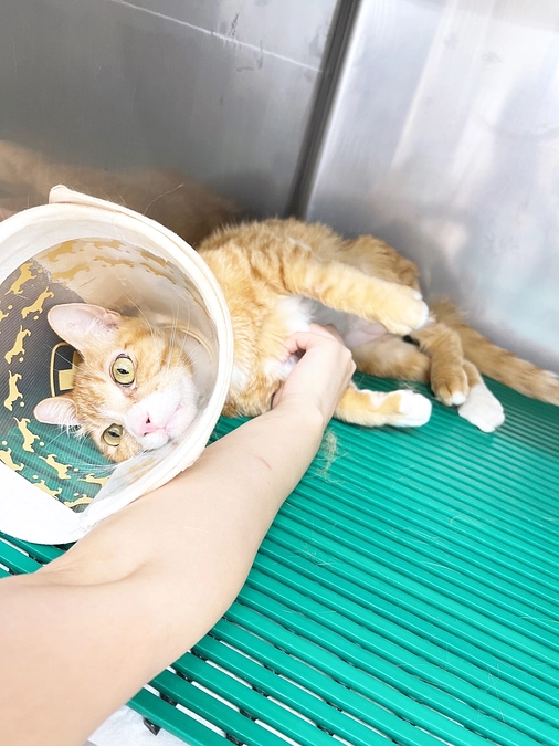 残り2日 嬉しいお知らせです！