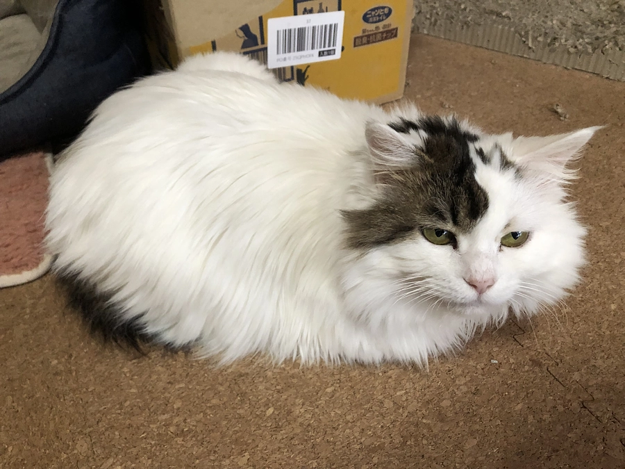 雄猫の捕獲に苦戦しています。