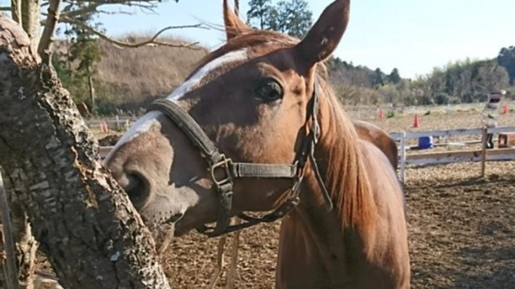 必ず迎えにいくからね!抹消になった競走馬との約束を果たしたい