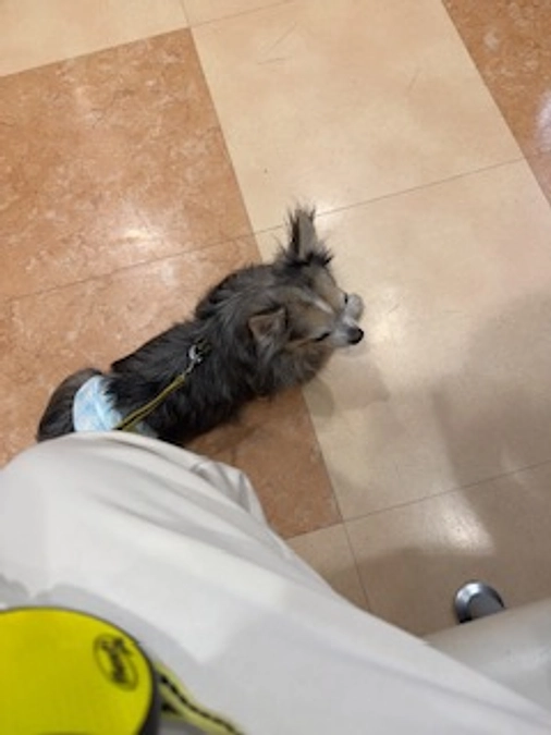 手術に向けて体力作りのため、散歩再開です！