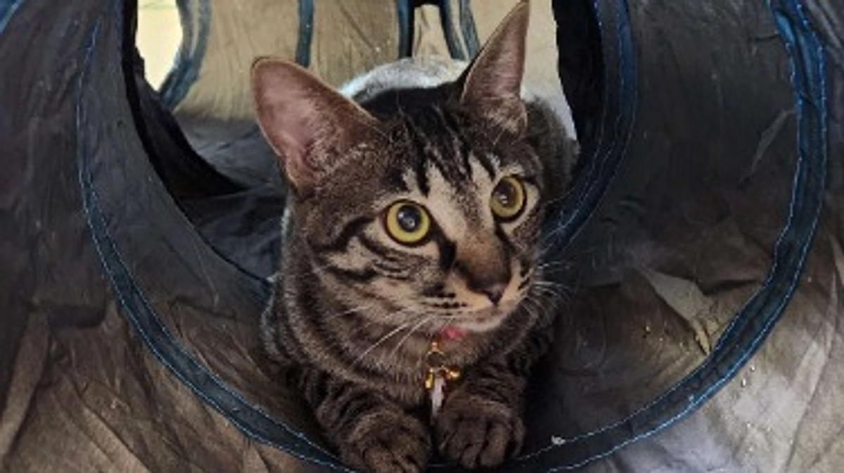 楓日記(10月9日)クラウドファンディング終了まで残り１１日💦