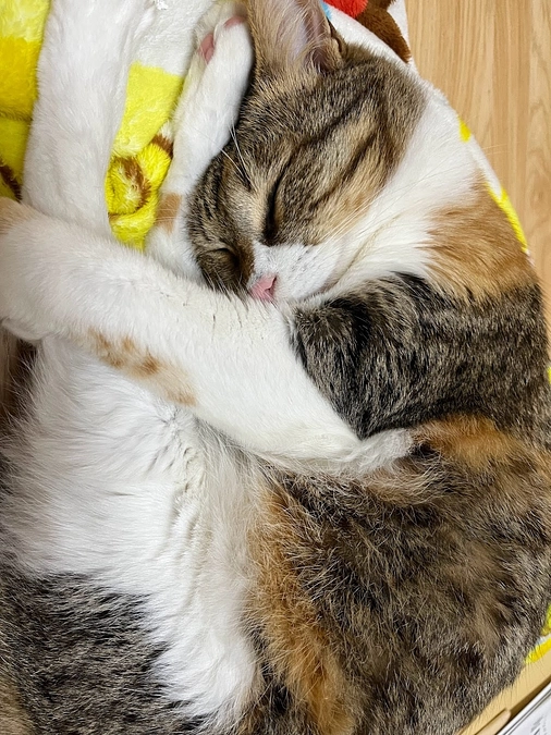 【活動報告】保護活動に必要な毎日の購入品について