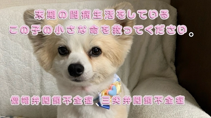 命の危機が迫っています！僧帽弁閉鎖不全症・三尖弁閉鎖不全症